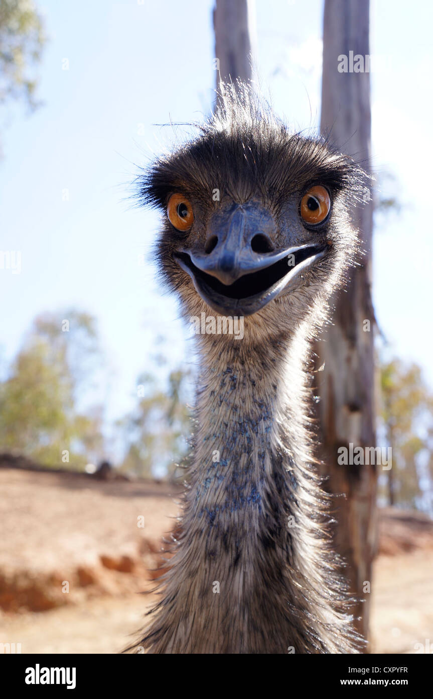 Portrait of an Emu in the zoo at La Reserva Sevilla El Castillo de las Guardas, Spain (similar to ostrich). Stock Photo