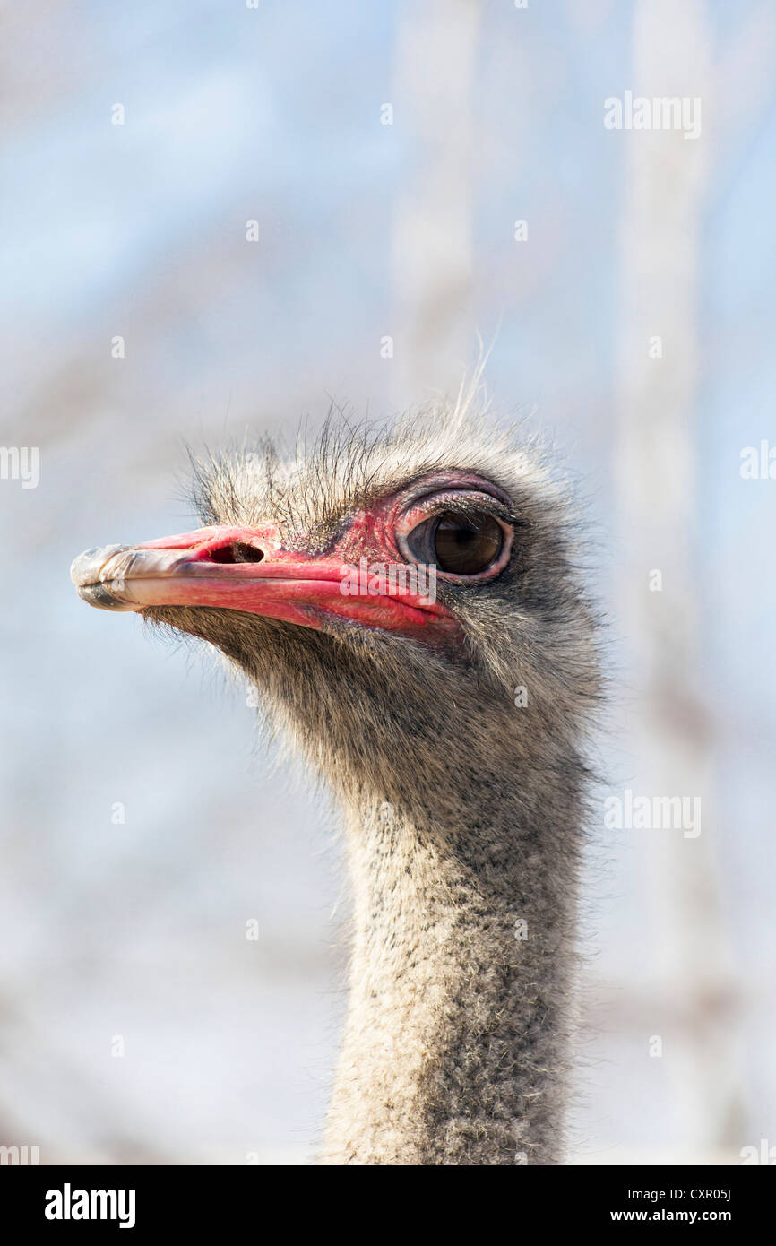 Democratic Peoples's Republic of Korea (DPRK), North Korea, Ostrich farm near Pyongyang which supplies Ostrich meat Stock Photo
