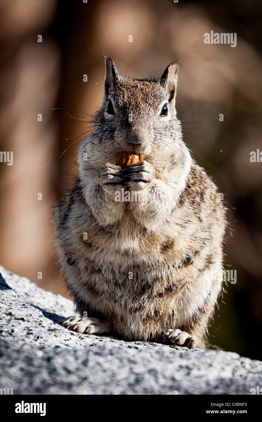 A well fed female squirrel eating a nut in Yosemite National Park's High Sierra Stock Photo
