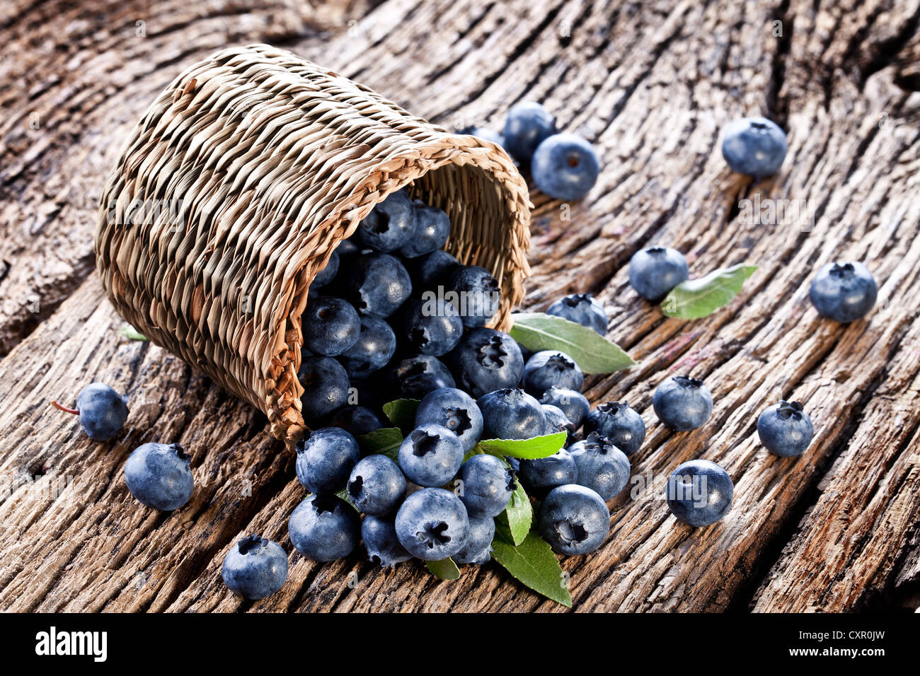 Blueberries have dropped from the basket on an old wooden table. Stock Photo