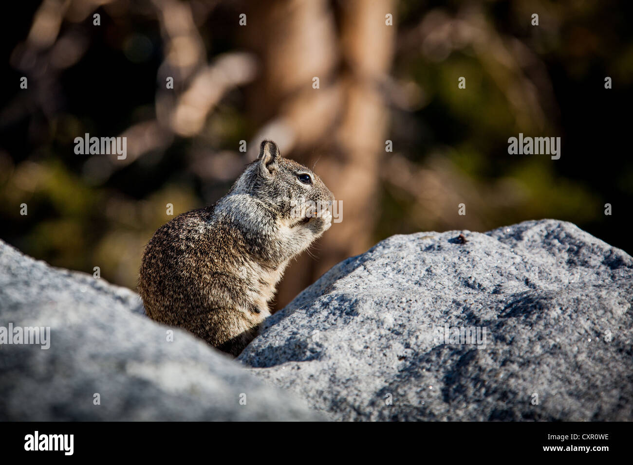 A well fed squirrel eating a nut in Yosemite National Park's High Sierra, California, USA Stock Photo