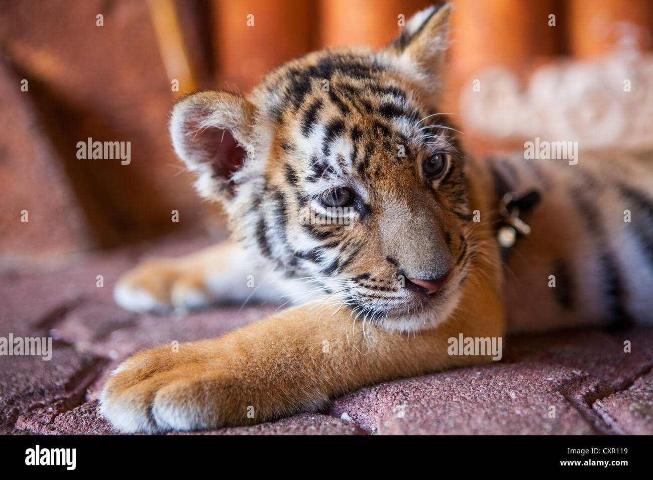 A captive baby tiger in Playa Del Carmen, Quintana Roo, Mexico Stock Photo - Alamy A captive baby tiger in Playa Del Carmen, Quintana Roo, Mexico Stock Photo - Alamy
