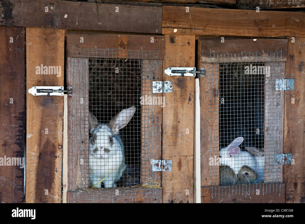 Rabbits bred as livestock on the hutch to be used in human consumption. Stock Photo