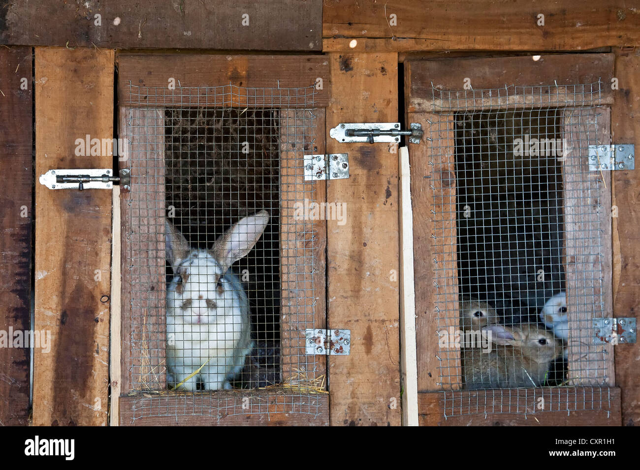 Rabbits bred as livestock on the hutch to be used in human consumption. Stock Photo