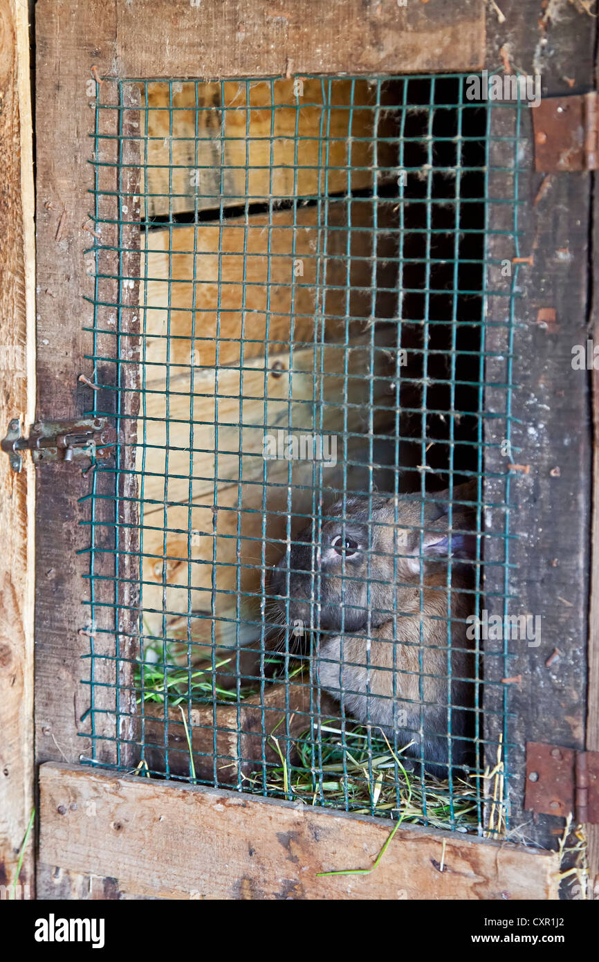 Rabbits bred as livestock on the hutch to be used in human consumption. Stock Photo