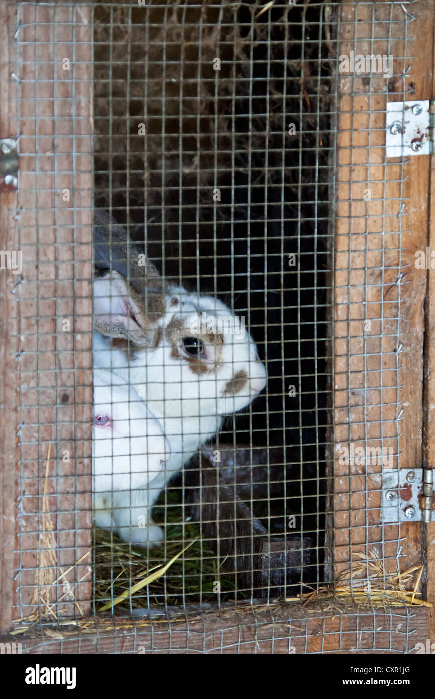 Rabbits bred as livestock on the hutch to be used in human consumption. Stock Photo