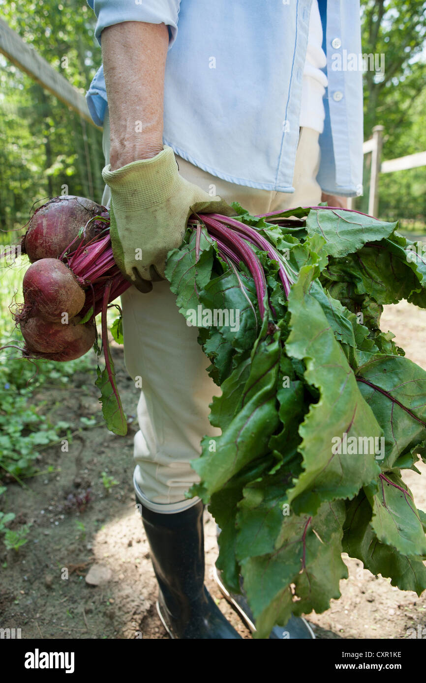 Woman holding beetroot Stock Photo
