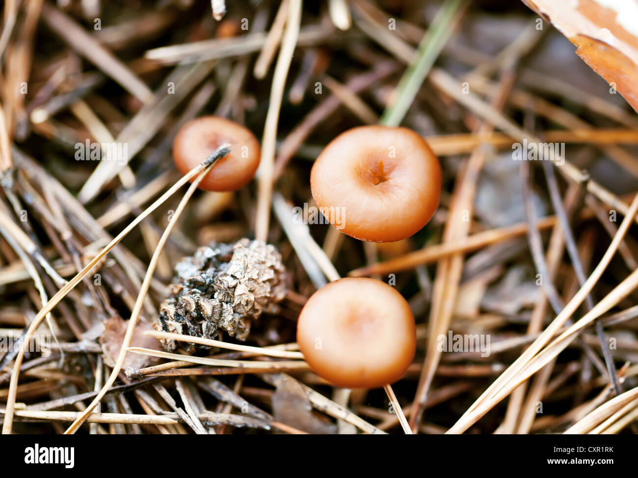 Three little poisonous mushroom in autumn forest Stock Photo