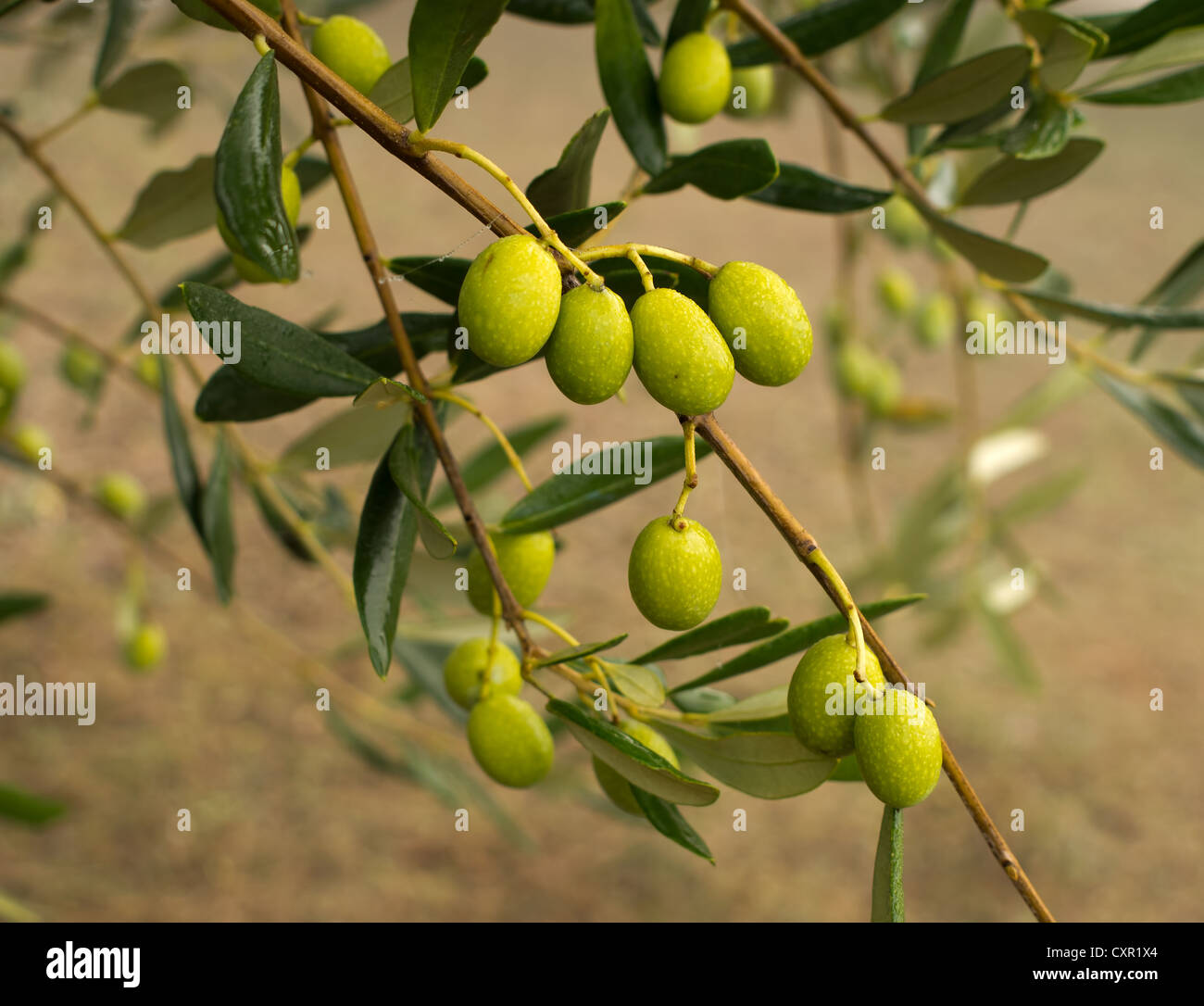 Early morning olives, with dew nearing harvest Stock Photo Alamy