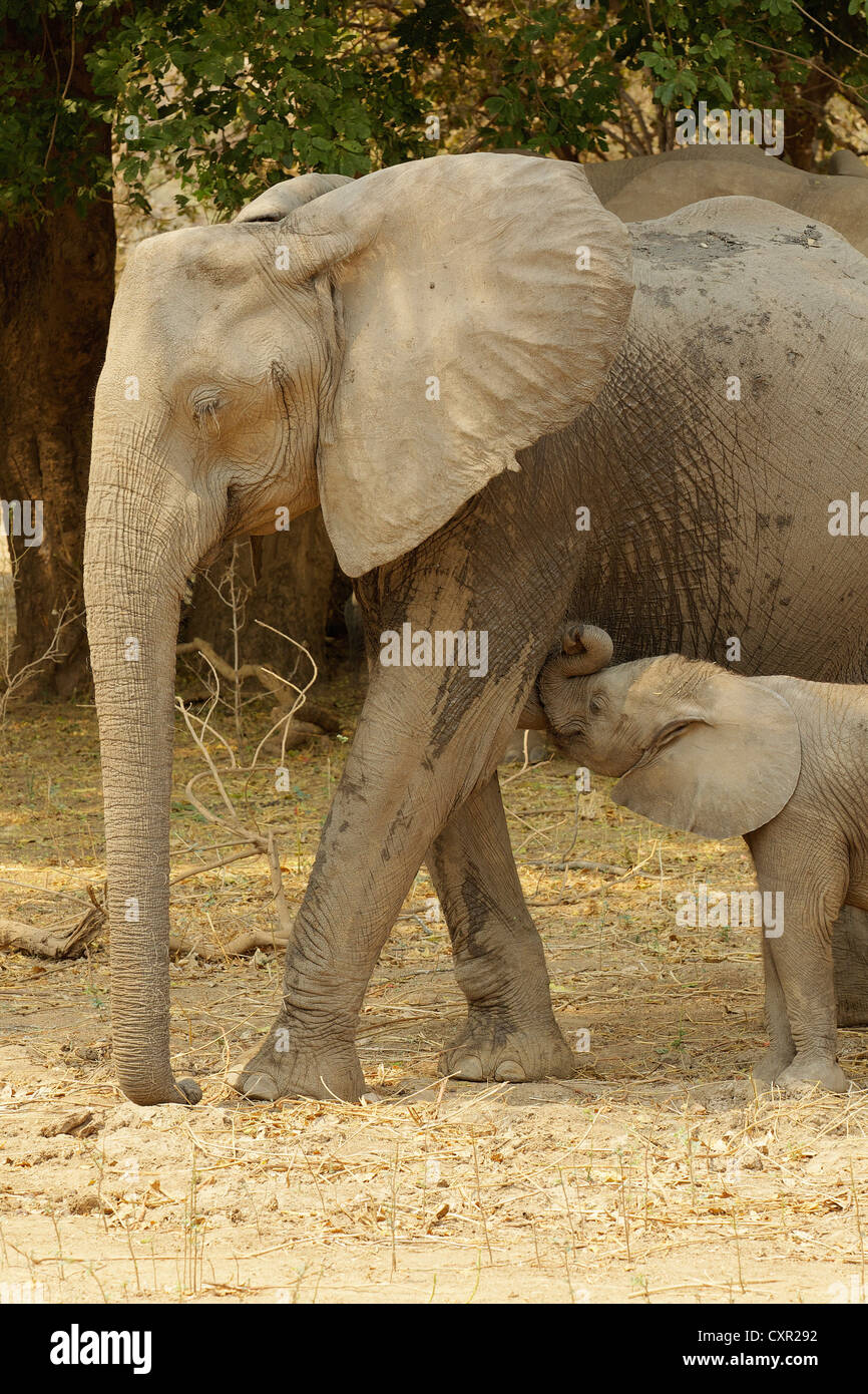 African Elephant with suckling calf, Mana Pools, Zimbabwe Stock Photo