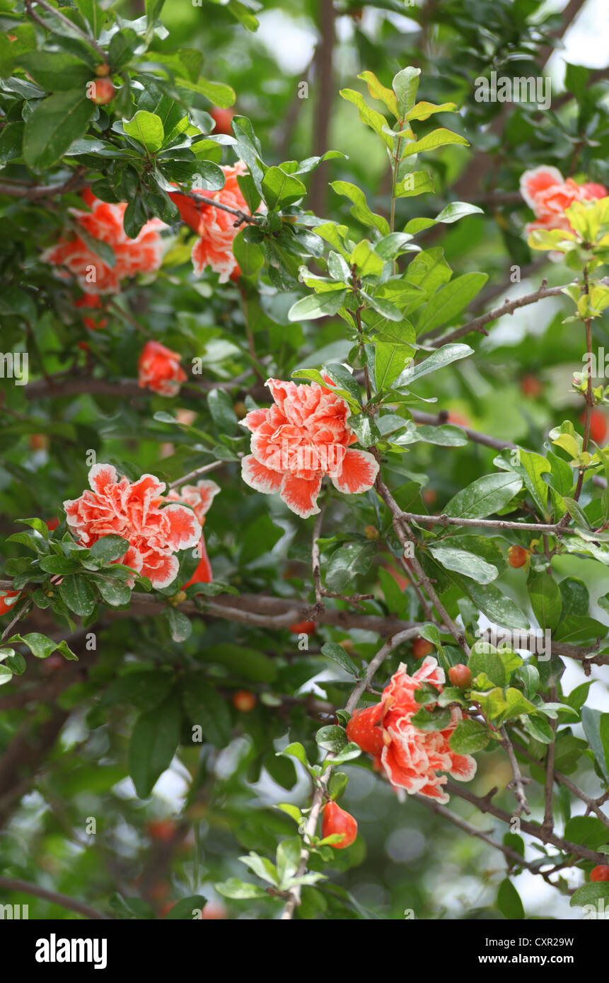 Rare Double White And Orange Pomegranate Flowers Growing Halfeti Sanliurfa Province South East Turkey Stock Photo Alamy