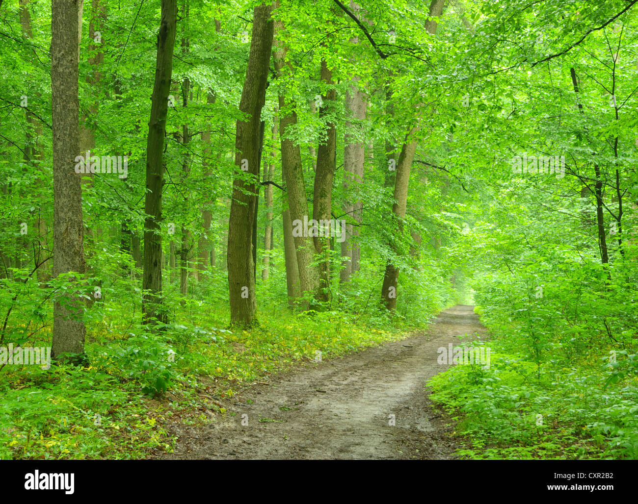 a path is in the green forest Stock Photo - Alamy