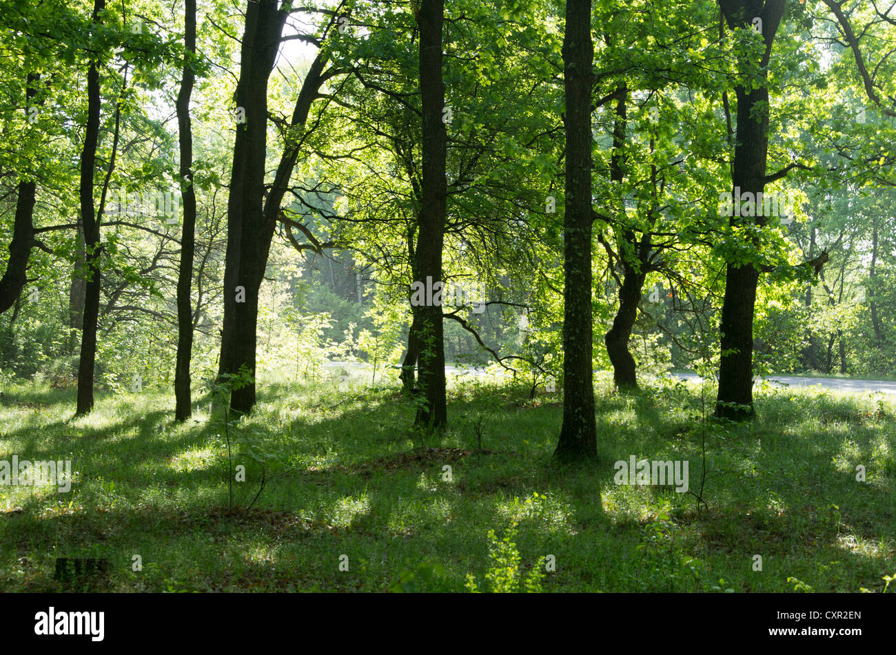 green forest background in a sunny day Stock Photo - Alamy