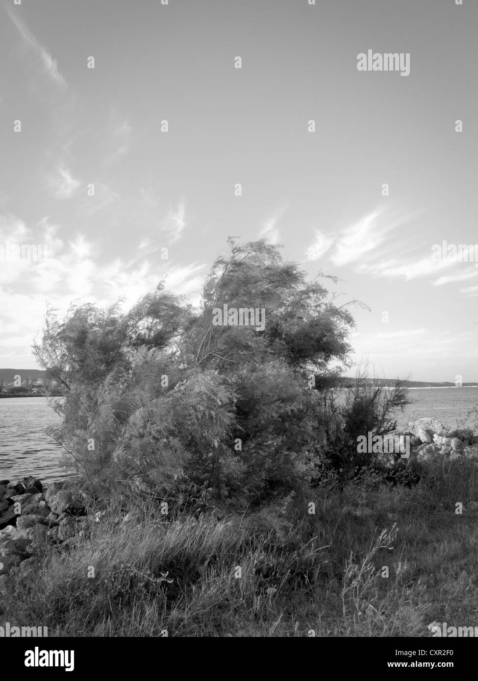 Lonely tree sunny day Black and White Stock Photos & Images - Alamy