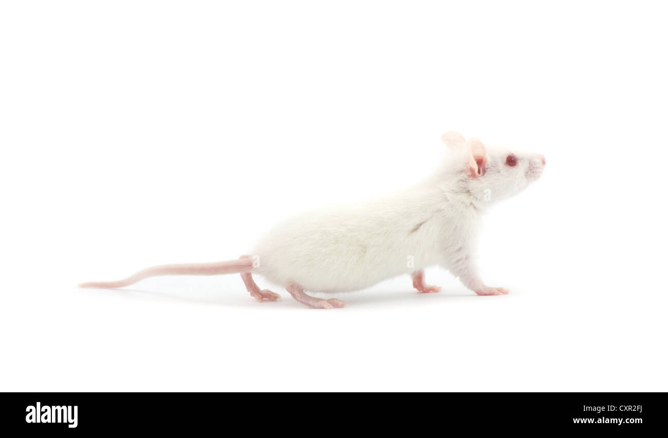 white rat isolated on white background Stock Photo