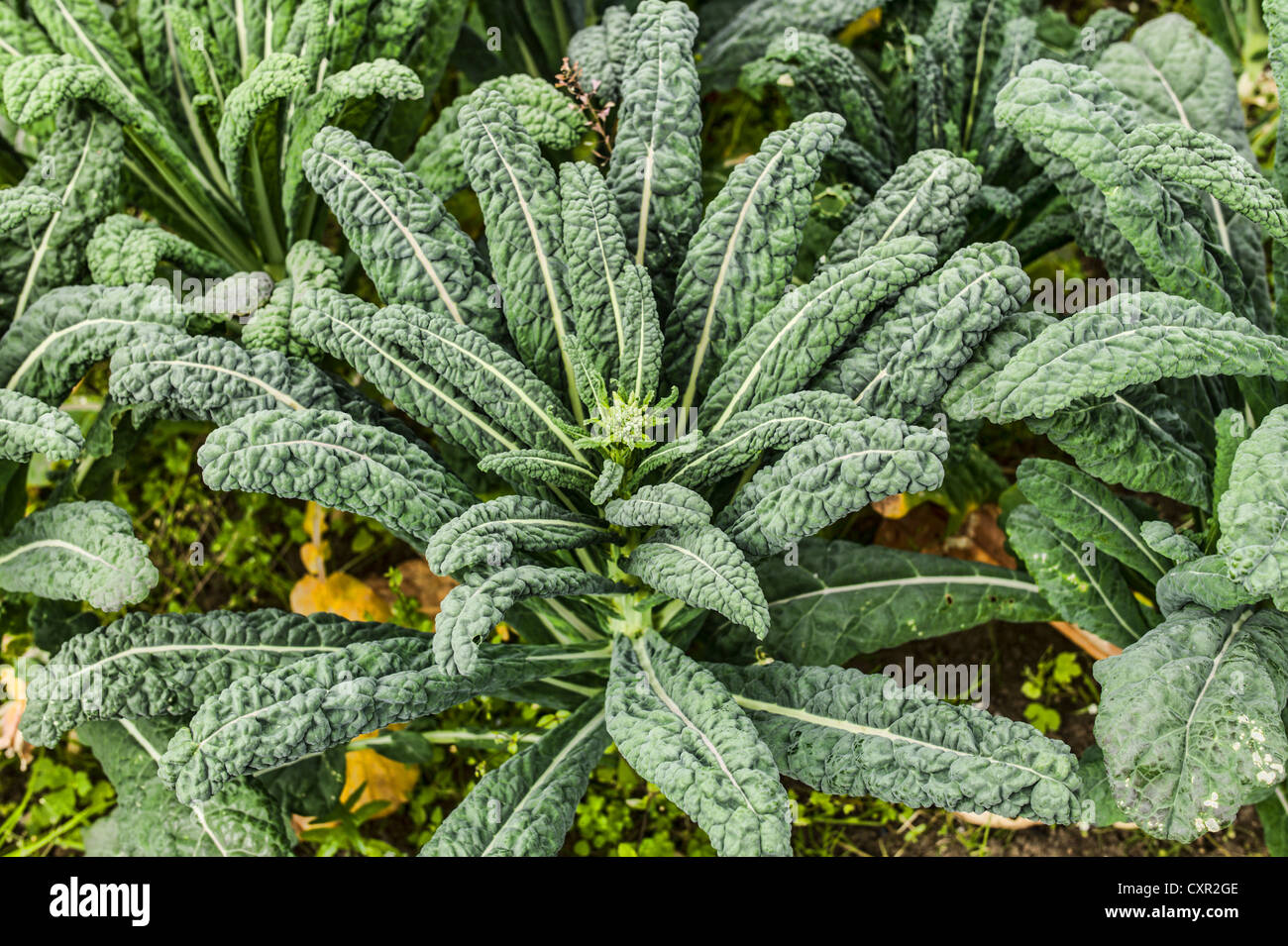 Cavalo Nero kale growing in Scotland in August Stock Photo