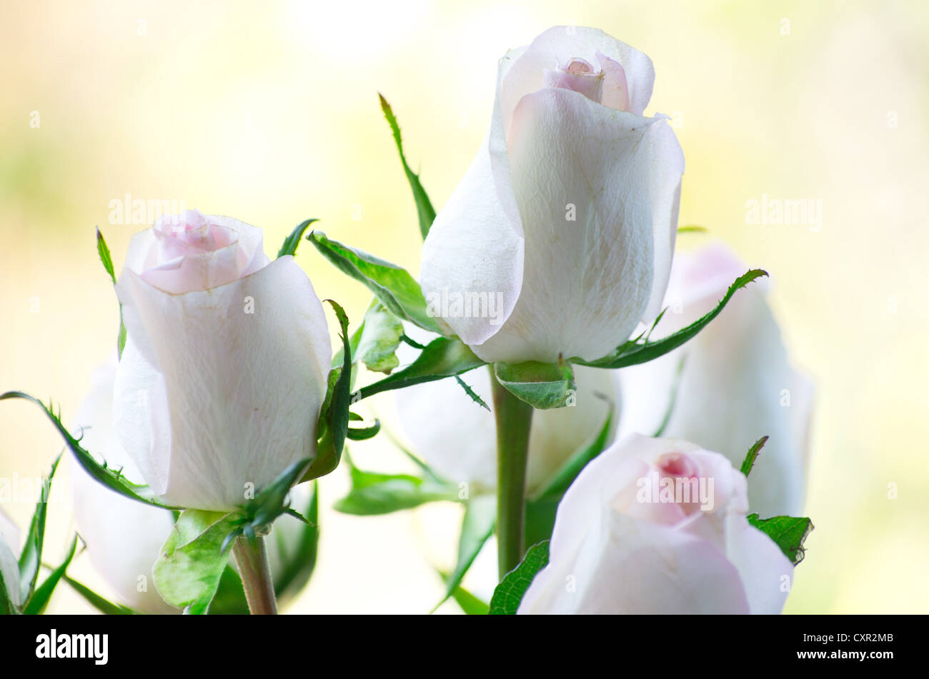rose isolated on a green background Stock Photo - Alamy