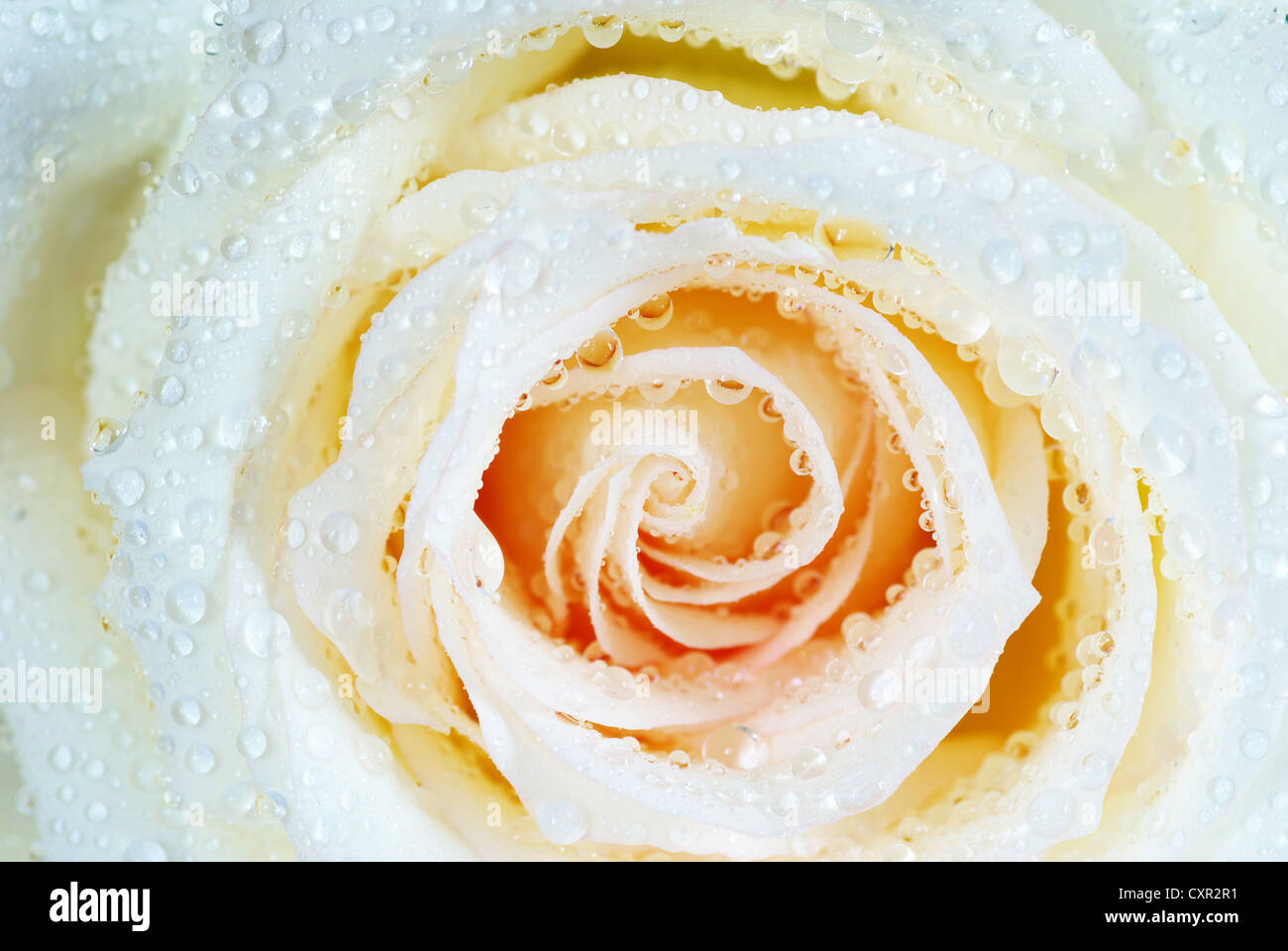 macro of white rose with water drops Stock Photo - Alamy