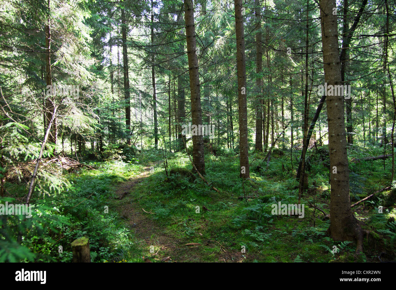 green forest background in a sunny day Stock Photo - Alamy