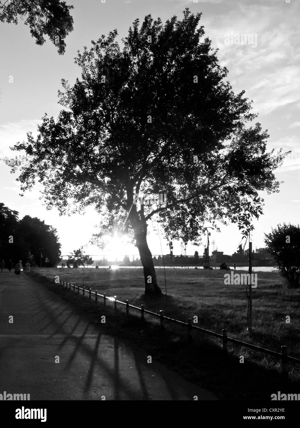 Tree trunks in summer Black and White Stock Photos & Images - Alamy