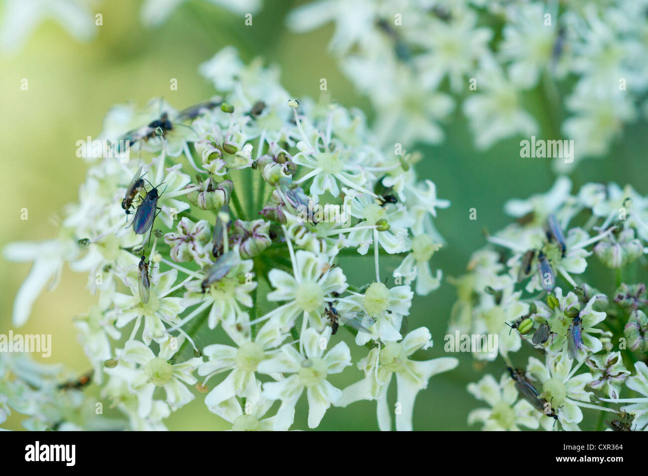 Insects in autumn sitting on flowers of the Apiaceae family Stock Photo