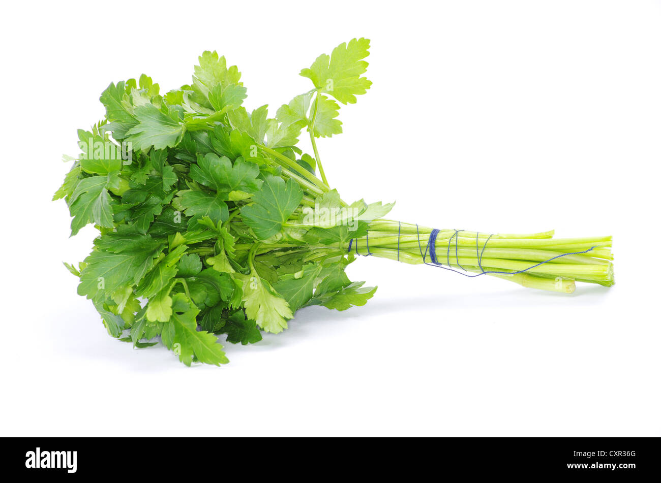 Bunch of fresh green parsley isolated on white background Stock Photo ...