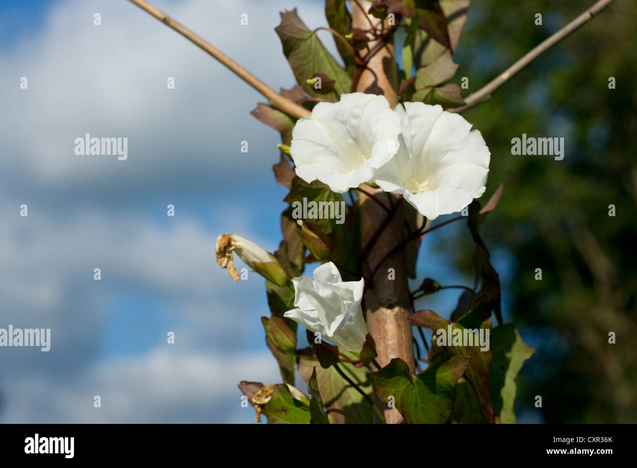 Possession Vine High Resolution Stock Photography and Images - Alamy