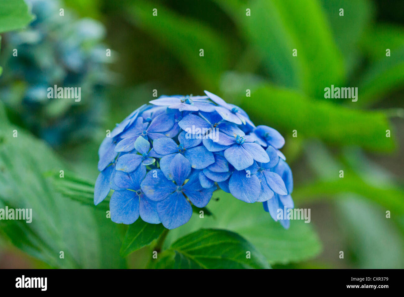 Blue Hortensia Flowers Stock Photo