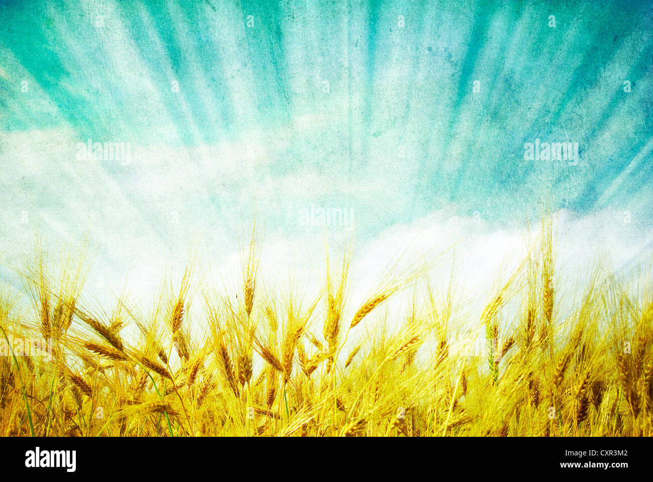 Wheat ears against the blue sky Stock Photo - Alamy