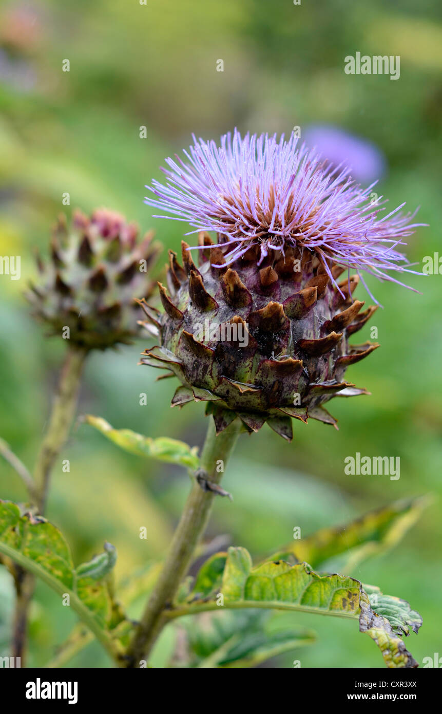 large thistle in flower Stock Photo