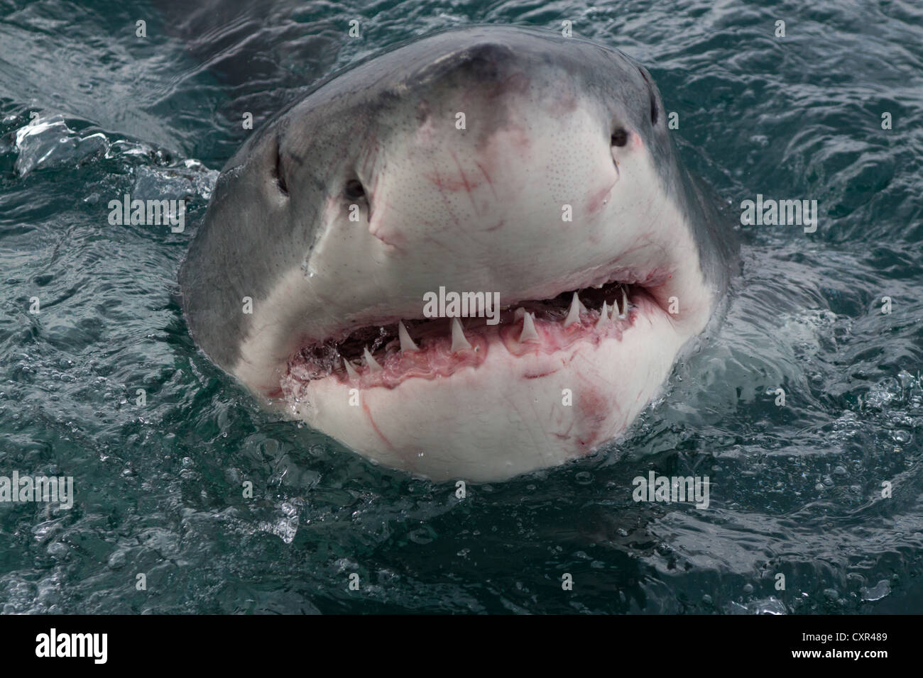 Great White Shark, poking its head out the water, Gansbaai, Western