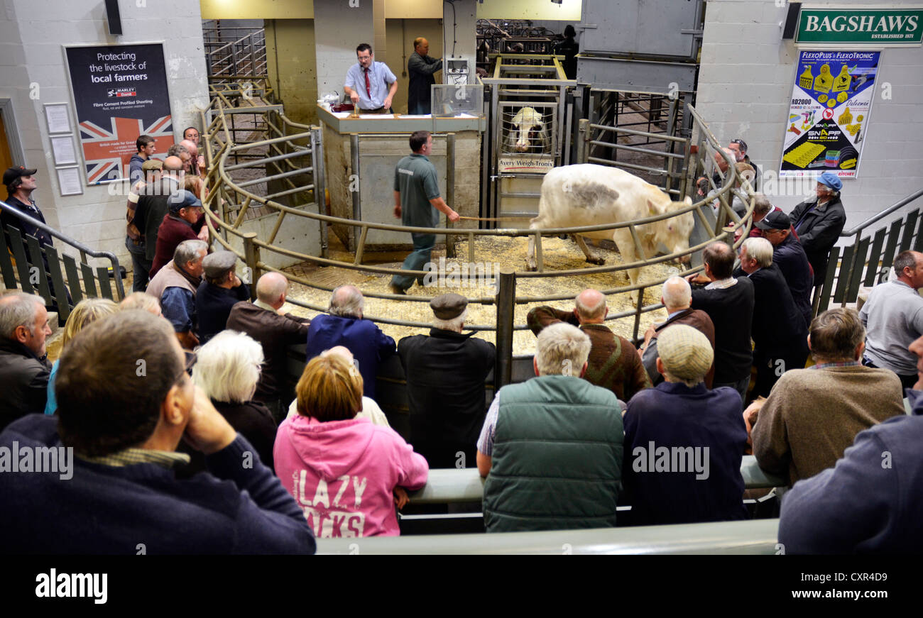 indoor livestock auction bakewell derbyshire england Stock Photo - Alamy
