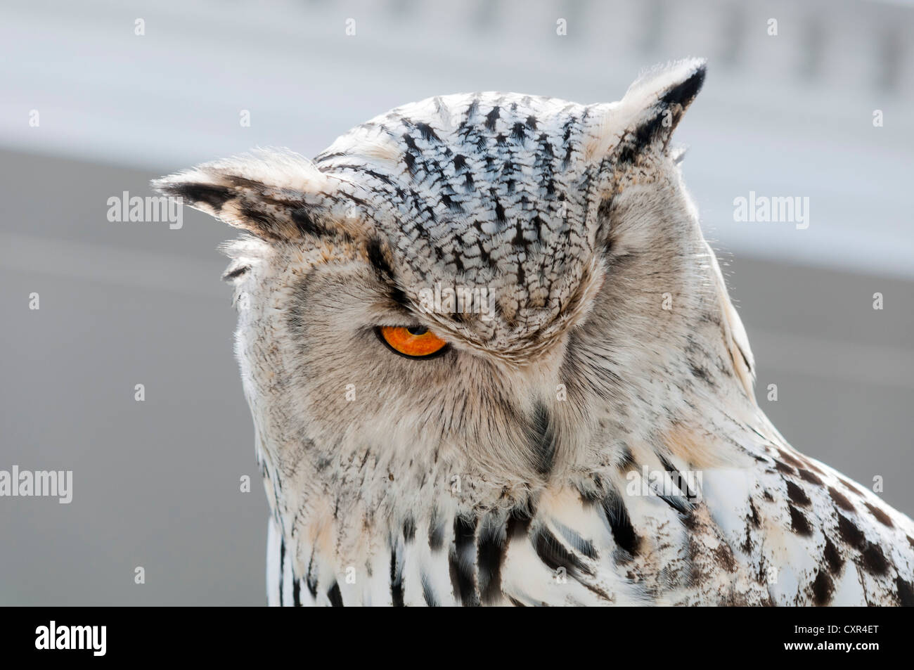 Snowy Owl (Nyctea scandiaca), Foto-Siegel photo exhibition, Erfurt, Thuringia, Germany, Europe Stock Photo