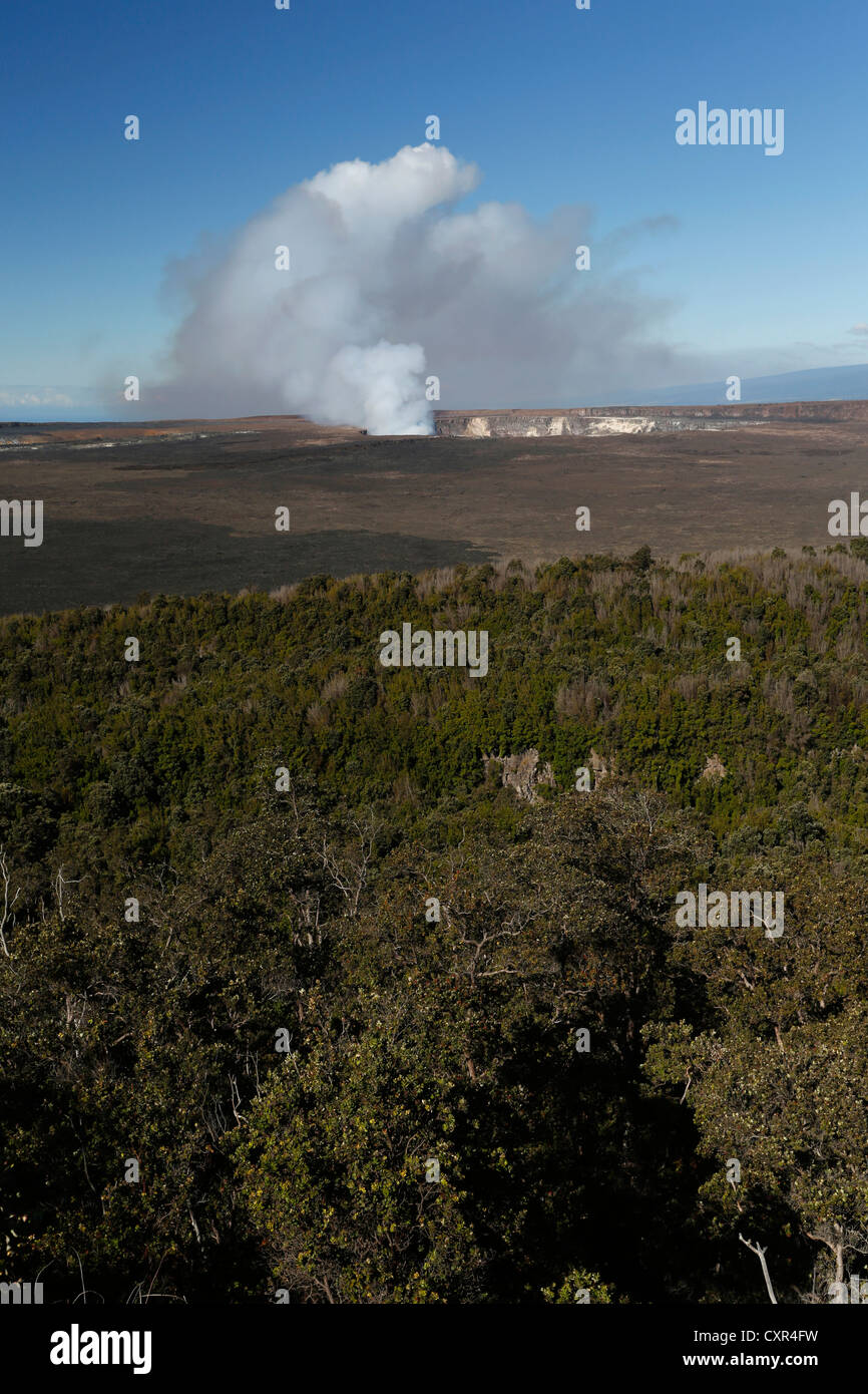 Halemaumau or Halema&#699;uma&#699;u Crater and Myrica trees (Myrica faya, Morella faya), invasive species, Hawaii Stock Photo