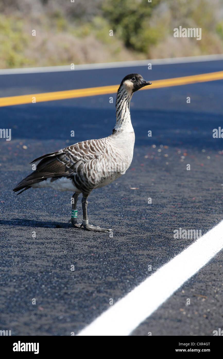 N&#275;n&#275; or Hawaiian Goose (Branta sandvicensis), male, mourning its partner after a traffic death Stock Photo