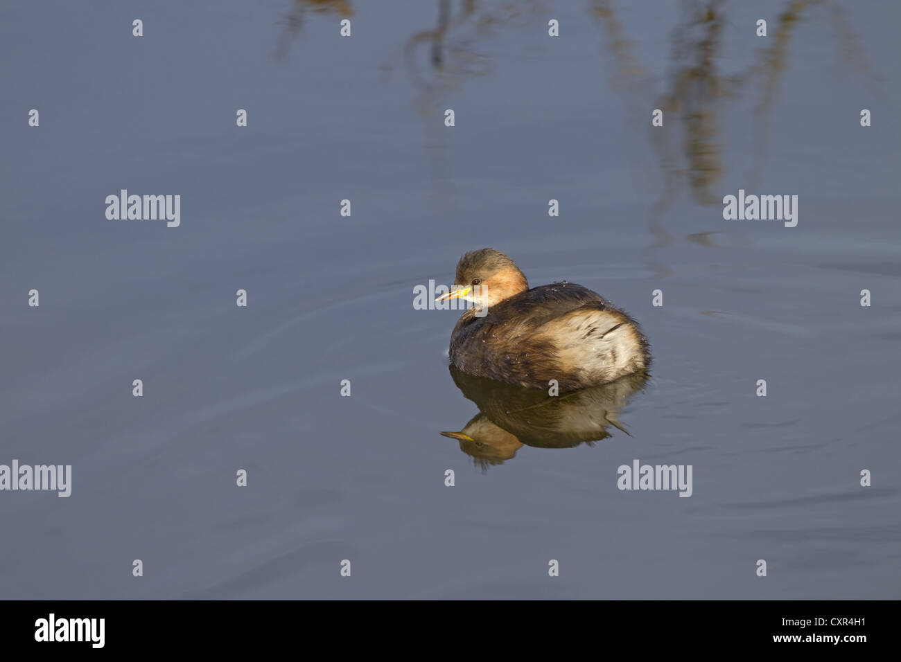 Little Grebe Tachybaptus ruficollis autumn Stock Photo