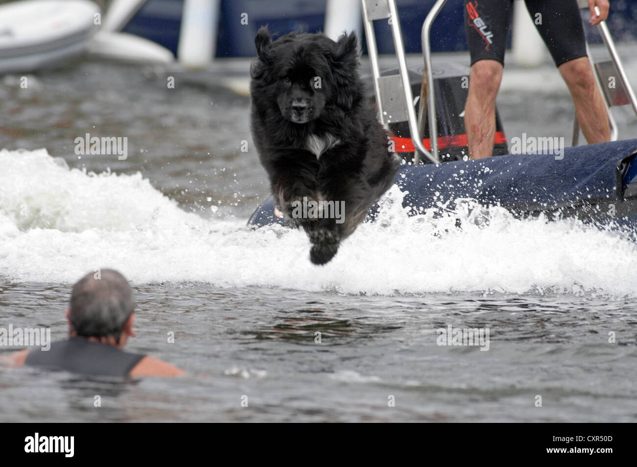 Newfoundland sea rescue dog training Stock Photo - Alamy