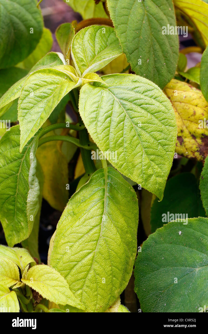 Hawaiian cyrtandra (Cyrtandra sp.), seedlings in a greenhouse, Big Island, Hawaii, USA Stock Photo
