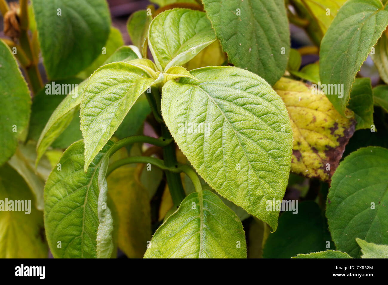 Hawaiian cyrtandra (Cyrtandra sp.), seedlings in a greenhouse, Big Island, Hawaii, USA Stock Photo