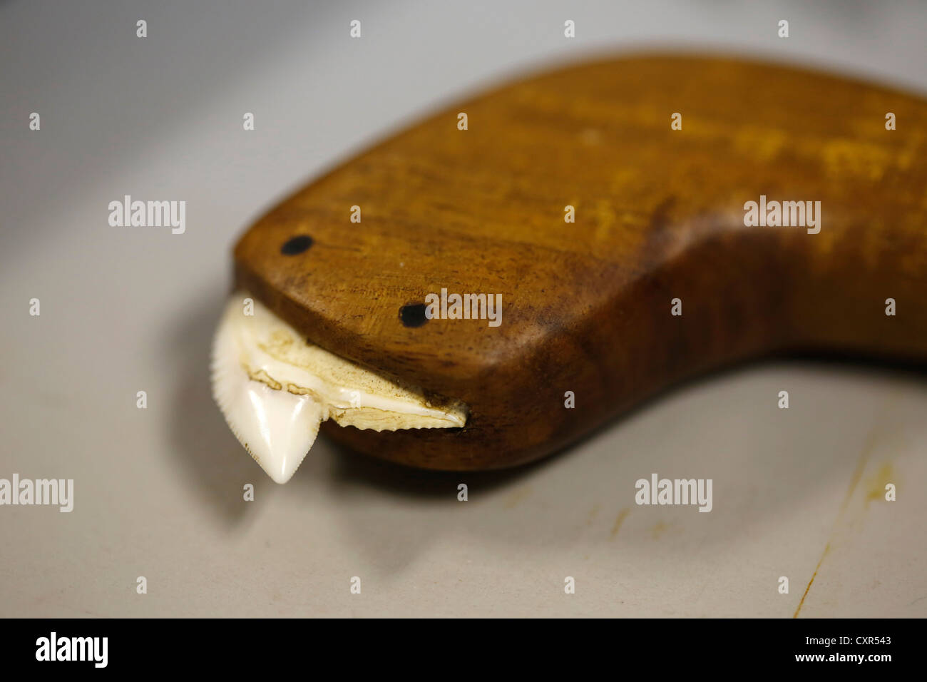 Hawaiian native tool produced from a shark's tooth, Big Island, Hawaii, USA Stock Photo