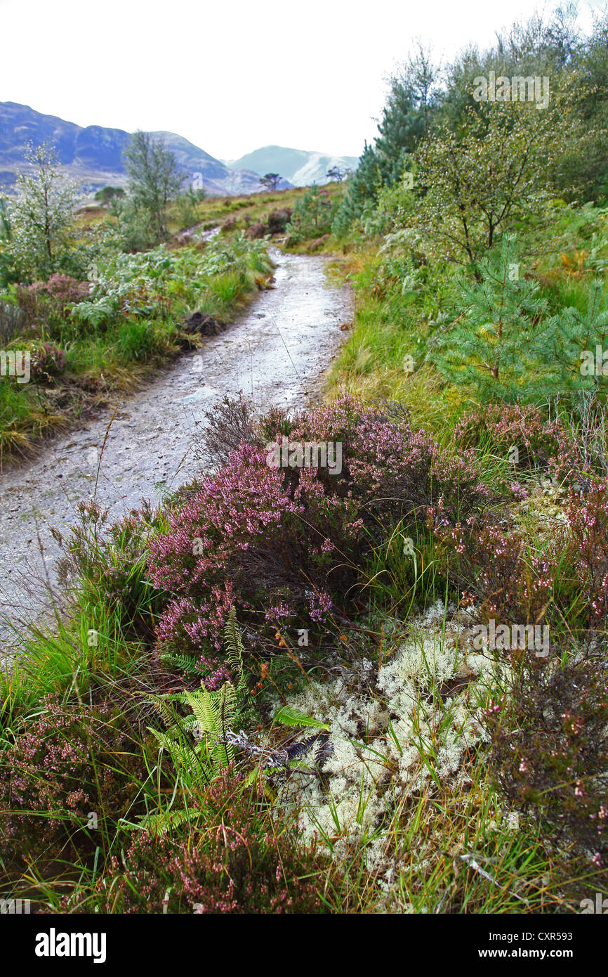 looking along Glen Affric Inverness-shire Invernessshire Scottish Highlands Highland Scotland UK Stock Photo