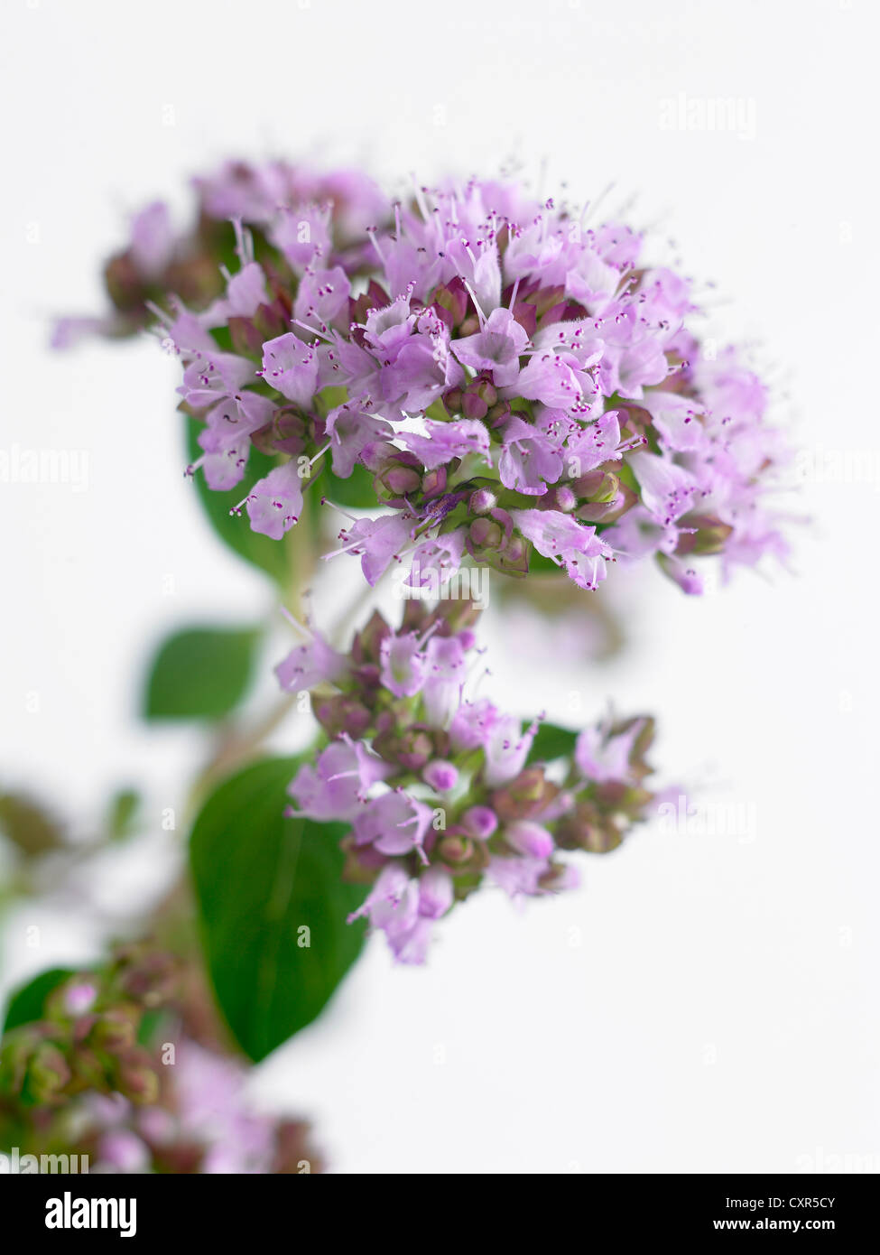 Origanum tyttanthum ‘Rose Charm’ Common Name  Oregano, Wild marjoram 2 Stock Photo