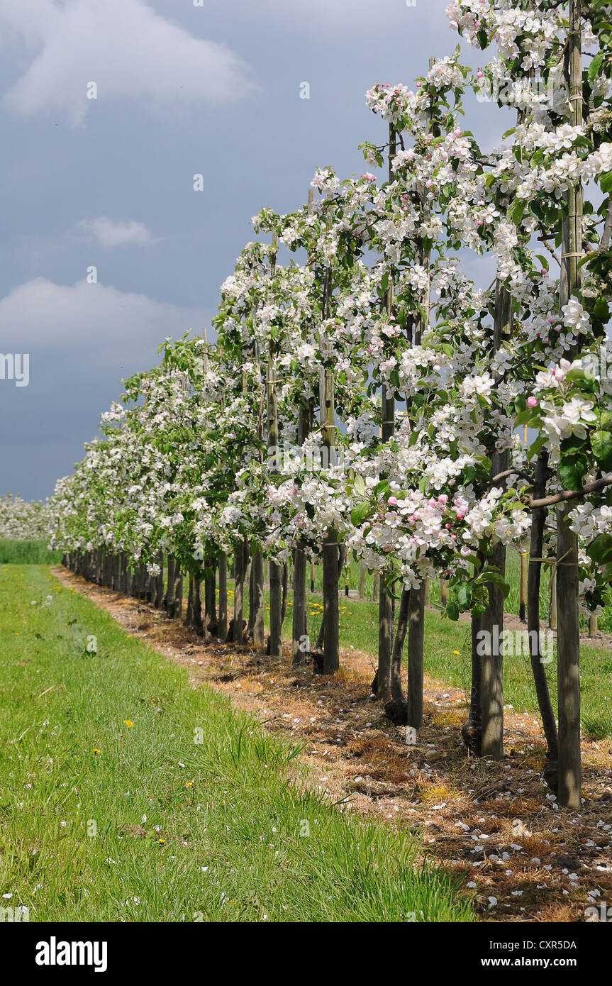 Apple Blossom New Fruit Plantation Young Trees Altes Land Area Fruit Producing Region Jork Lower Saxony Germany Europe Stock Photo Alamy