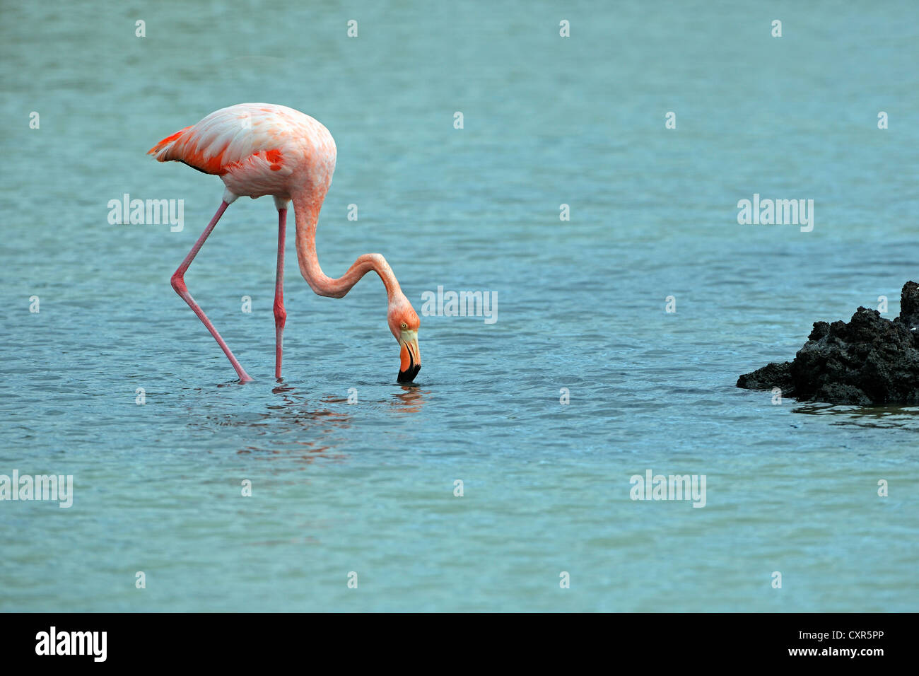 Pink Flamingo (Phoenicopterus ruber), Santa Cruz Island, Galápagos Islands, Unesco World Heritage Site, Ecuador, South America Stock Photo