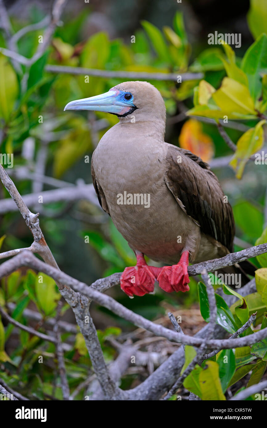 Red-footed Booby (Sula sula), brown variant, sitting on branch, Genovesa Island, Tower Island, Galápagos Islands Stock Photo
