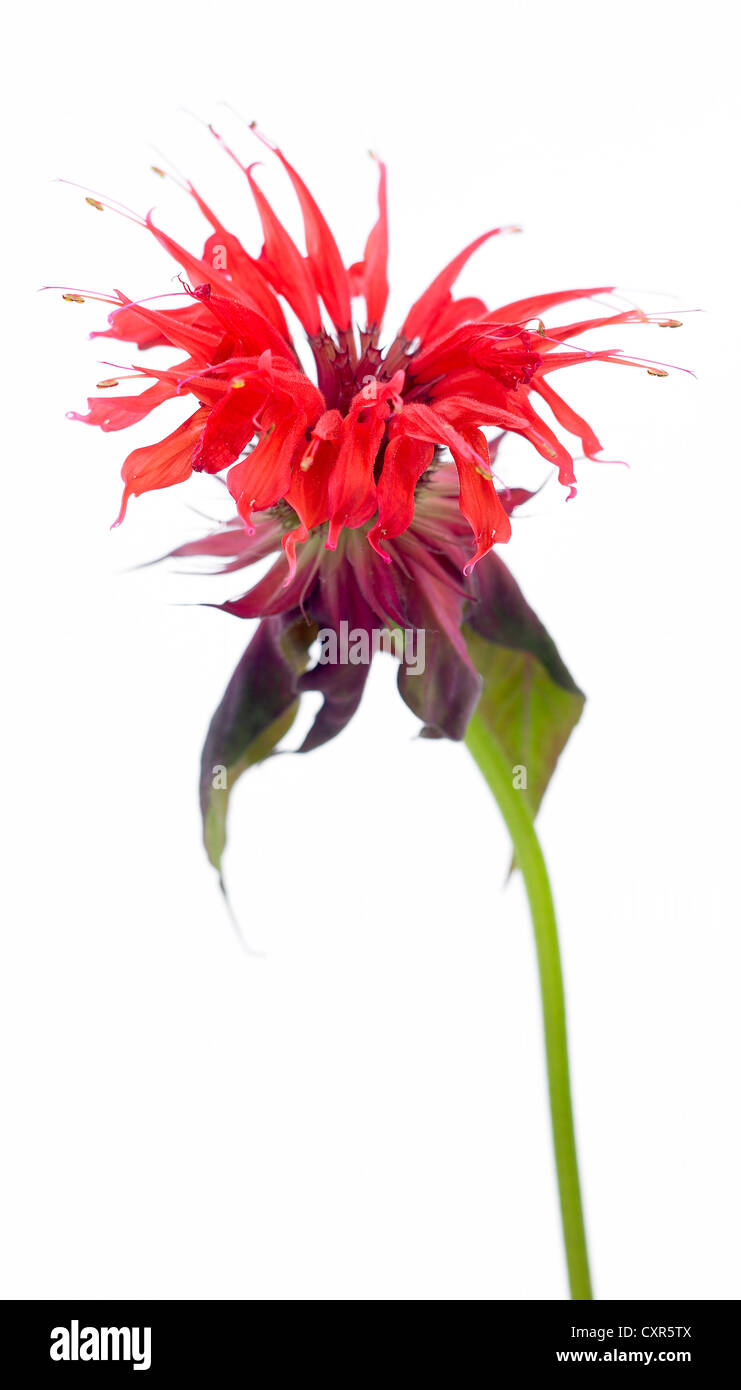 Monarda didyma ‘Red Fountain’Common Name Red bergamot, Bee balm Stock Photo