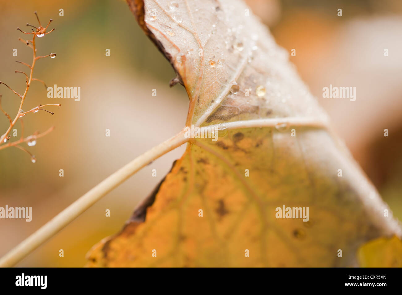Macleaya cordata (Plume Poppy), with Autumn raindrops. October. Stock Photo