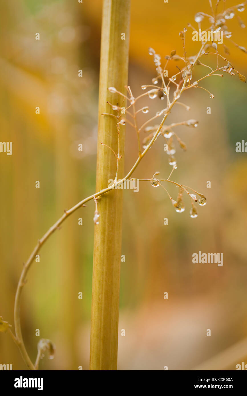 Macleaya cordata (Plume Poppy), autumn flower stem with raindrops, October. Stock Photo