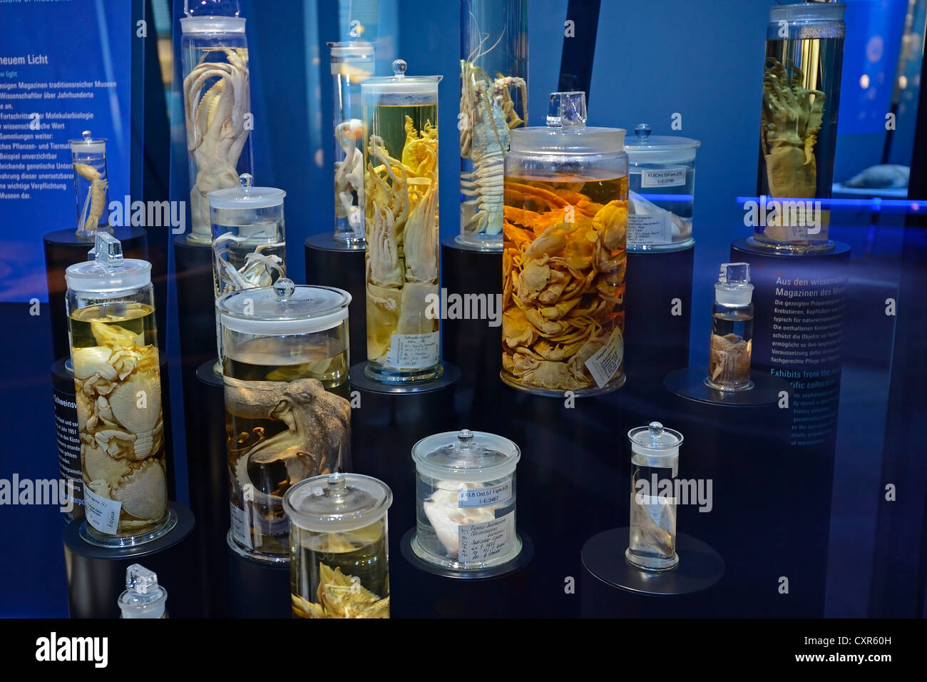 Preserved specimen jar hires stock photography and images Alamy