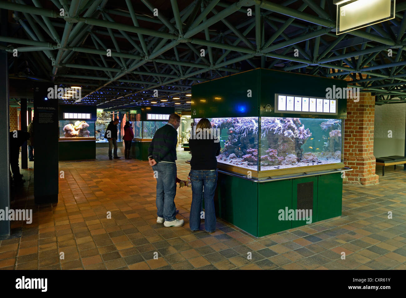 Visitors looking at aquaria at the Meeresmuseum, Oceanographic Museum, Hanseatic City of Stralsund, Mecklenburg-Western Stock Photo